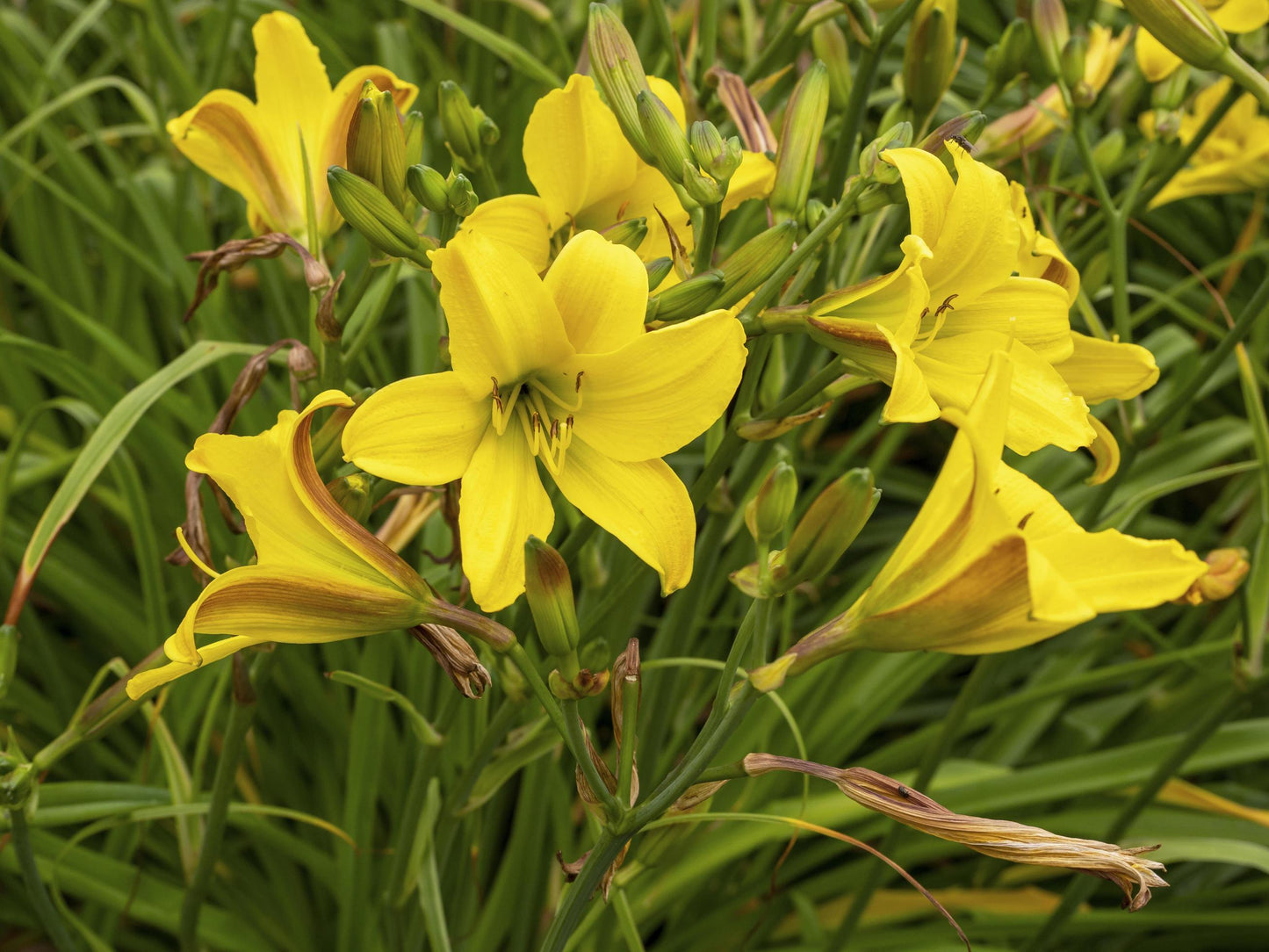 Ghh000 Hemerocallis Assorted - View 9 from www redcrocus com