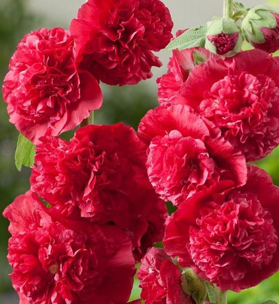 Q1205 Alcea Rosea 27chater 27s Double Scarlet 27 9 32f82dcd 5a1c 40d2 B640 2ed93a24e825 from www redcrocus com