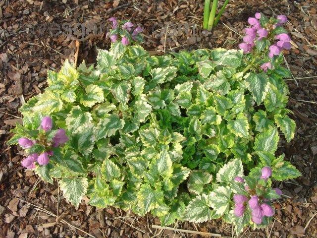 Q1218 Lamium Maculatum 27anne Greenaway 27 7 E31de86e 87d8 4288 Bf02 668f91d64c5e from www redcrocus com