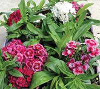Q141 Dianthus Barbatus Double Dwarf Mix - View 2 from www redcrocus com