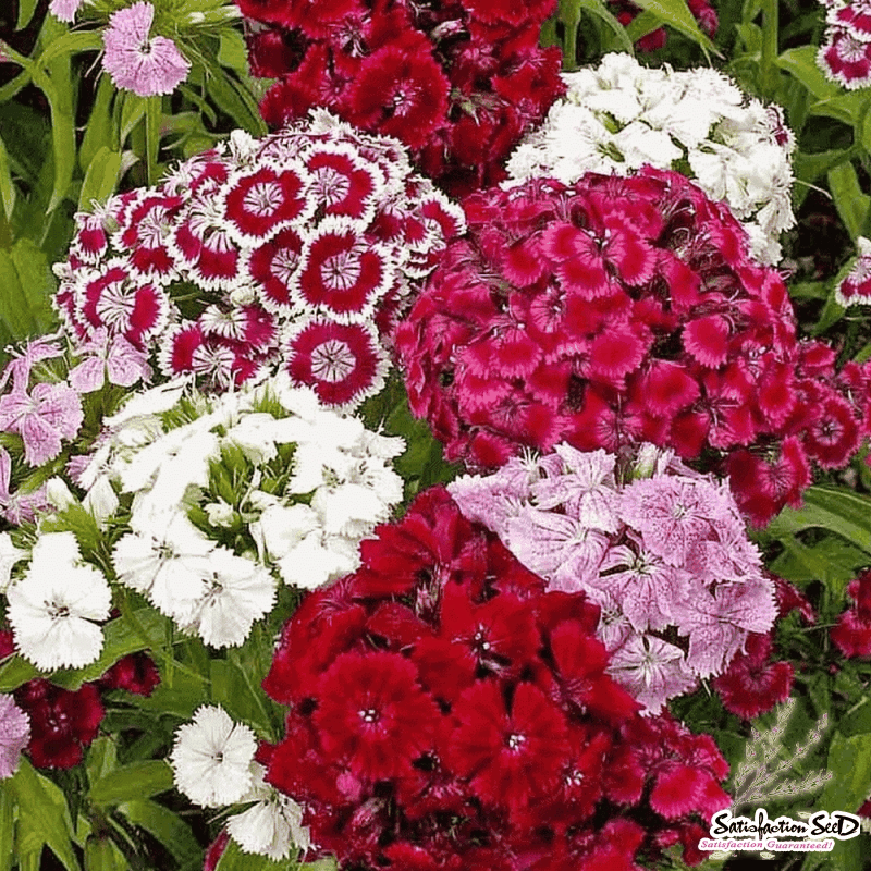 Q141 Dianthus Barbatus Double Dwarf Mix - View 9 from www redcrocus com