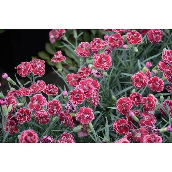 Q150 Dianthus Caryophyllus King Of Blacks - View 13 from www redcrocus com