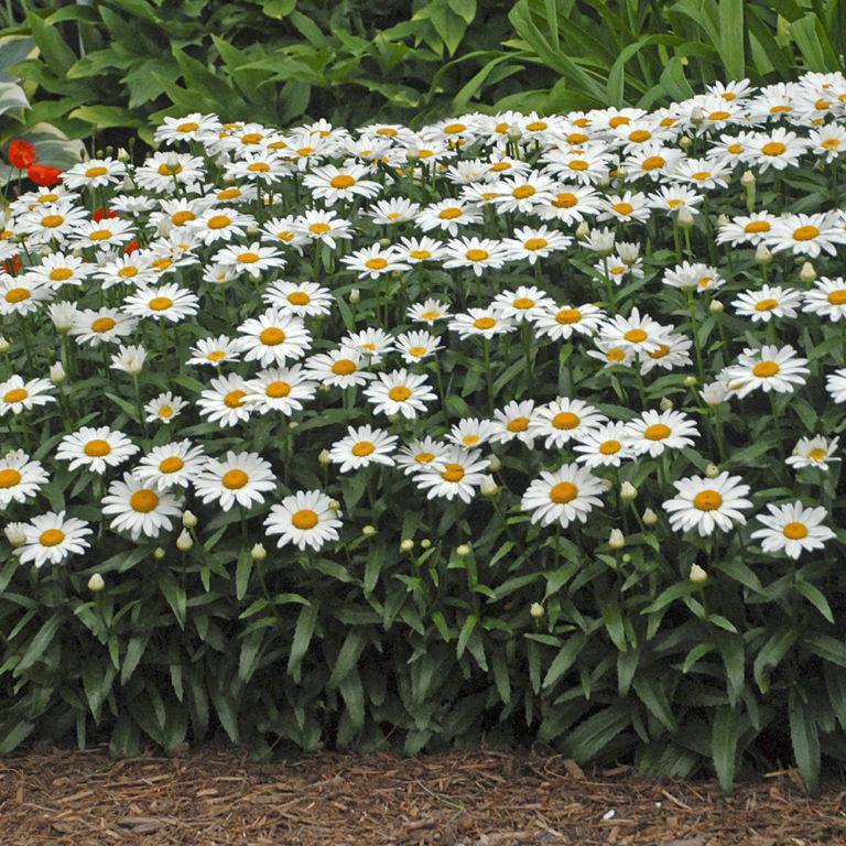 Q236 Leucanthemum X Superbum Snowcap - View 10 from www redcrocus com