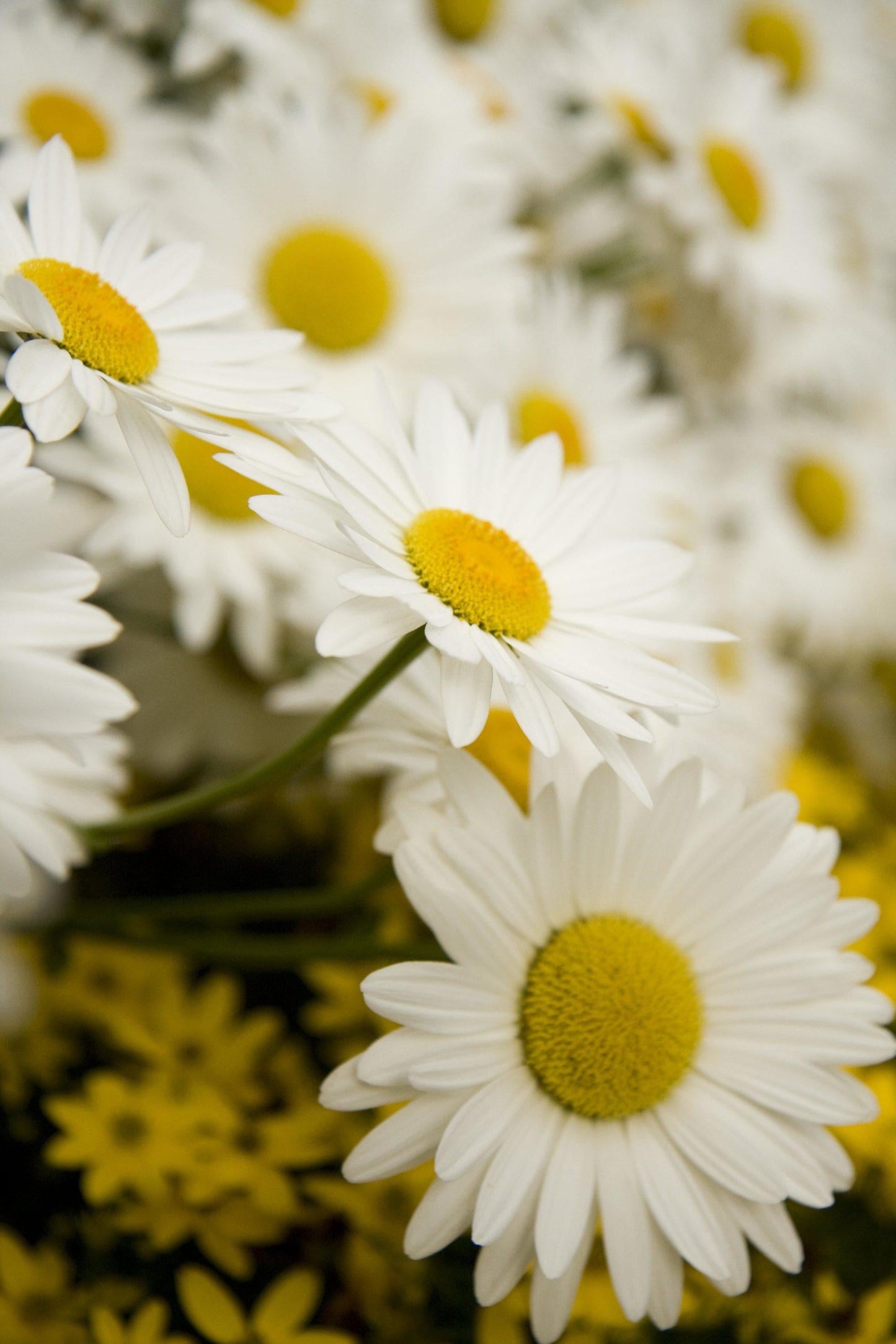 Q236 Leucanthemum X Superbum Snowcap - View 11 from www redcrocus com