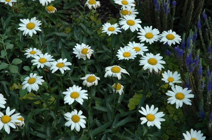 Q236 Leucanthemum X Superbum Snowcap - View 12 from www redcrocus com