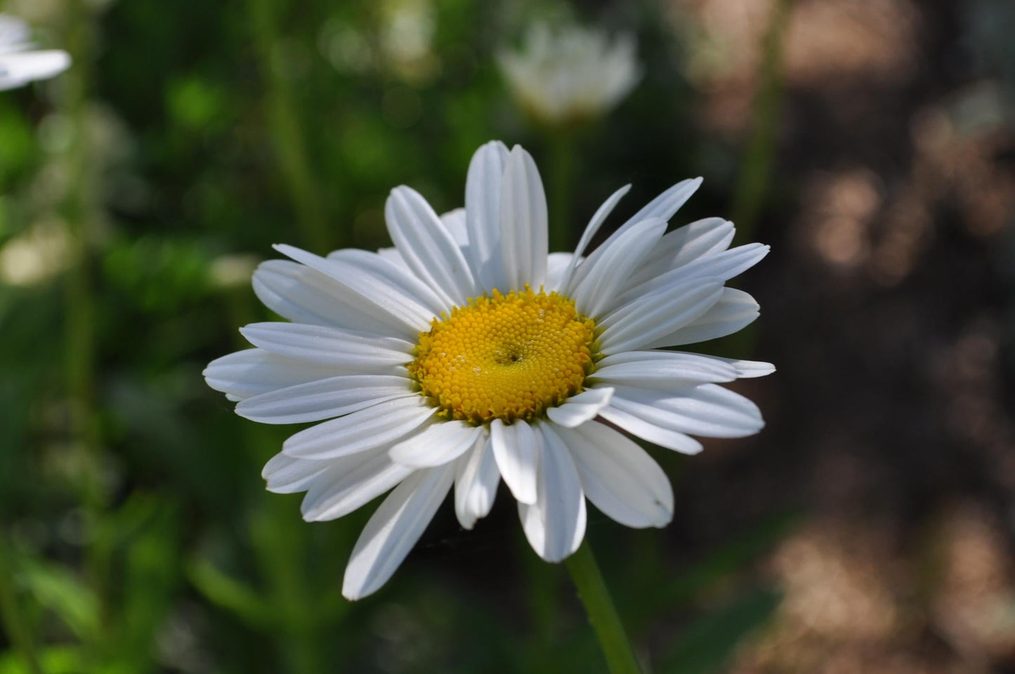 Q236 Leucanthemum X Superbum Snowcap - View 14 from www redcrocus com