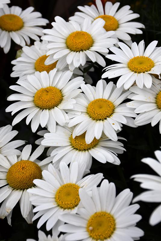 Q236 Leucanthemum X Superbum Snowcap - View 15 from www redcrocus com