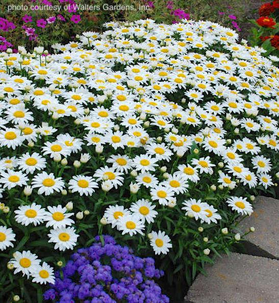 Q236 Leucanthemum X Superbum Snowcap - View 18 from www redcrocus com