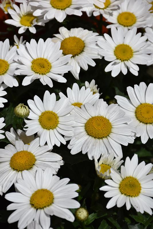 Q236 Leucanthemum X Superbum Snowcap - View 19 from www redcrocus com