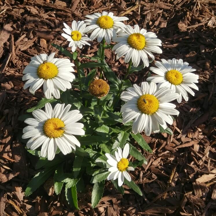 Q236 Leucanthemum X Superbum Snowcap - View 4 from www redcrocus com