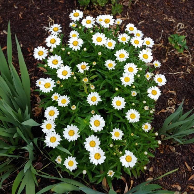 Q236 Leucanthemum X Superbum Snowcap - View 7 from www redcrocus com