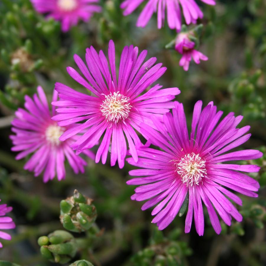 Q481 Delosperma Cooperi - View 10 from www redcrocus com