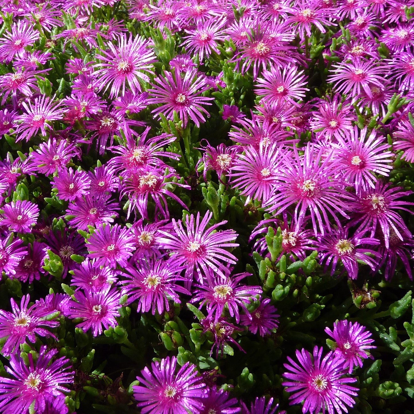 Q481 Delosperma Cooperi - View 11 from www redcrocus com