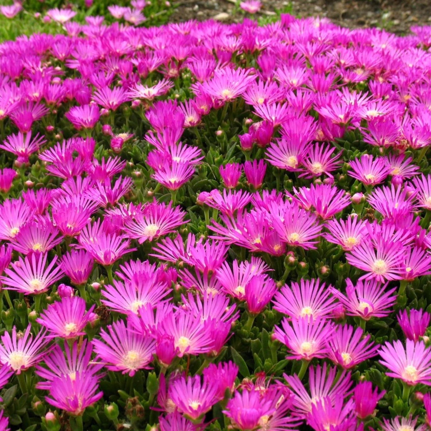 Q481 Delosperma Cooperi - View 12 from www redcrocus com