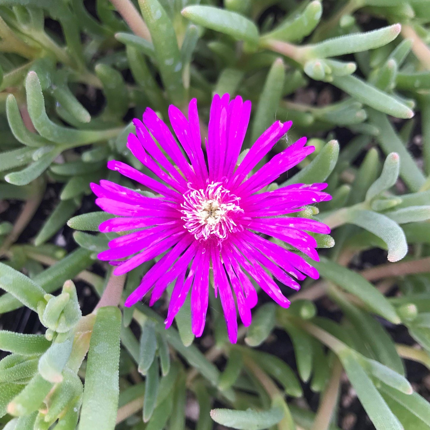 Q481 Delosperma Cooperi - View 14 from www redcrocus com