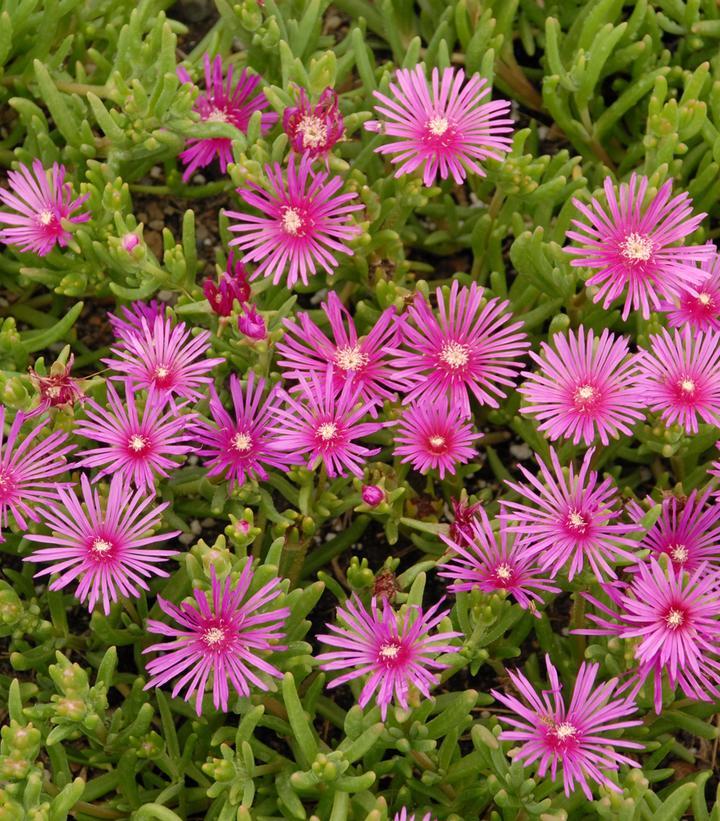 Q481 Delosperma Cooperi - View 15 from www redcrocus com