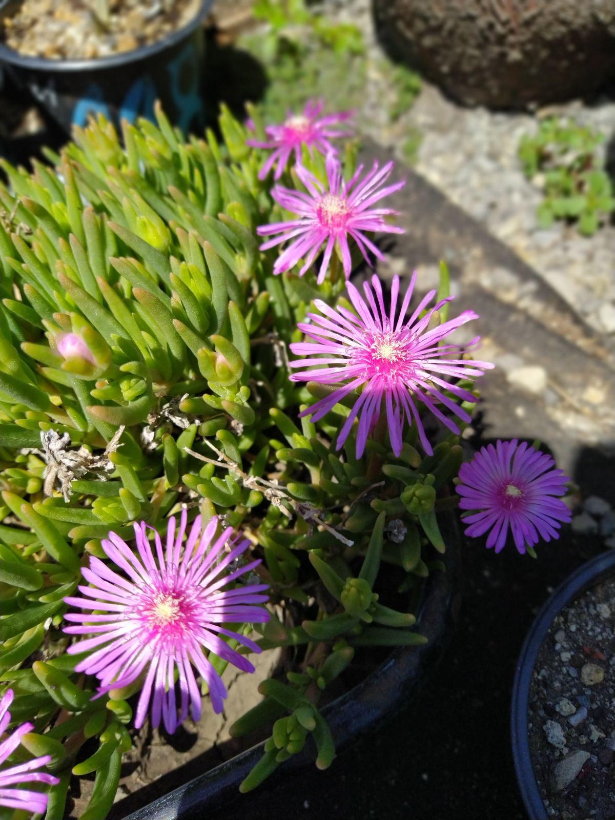 Q481 Delosperma Cooperi - View 16 from www redcrocus com