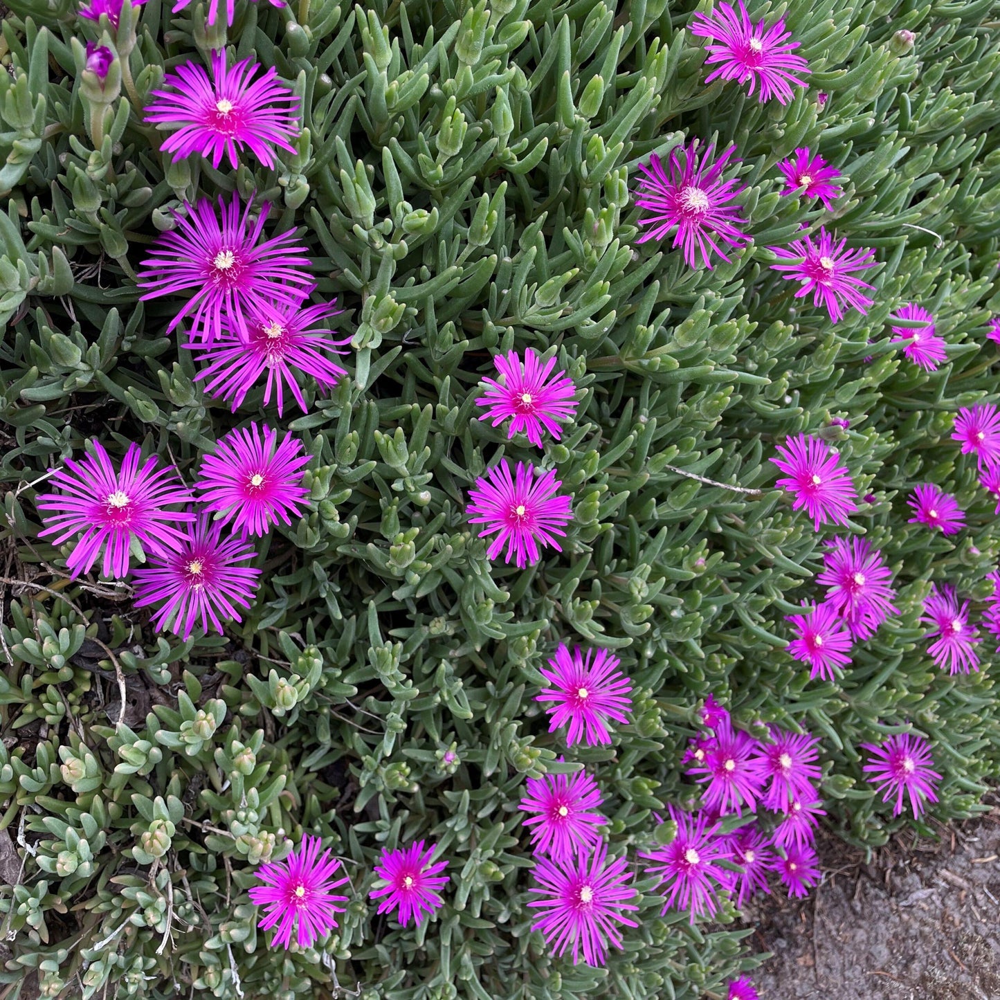 Q481 Delosperma Cooperi - View 18 from www redcrocus com