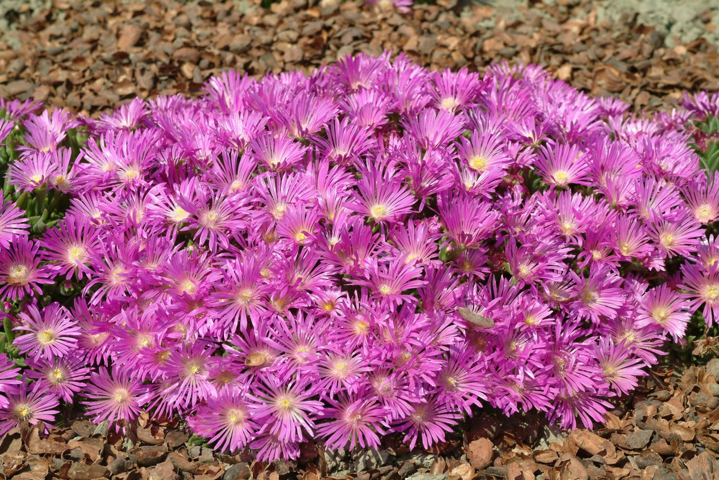 Q481 Delosperma Cooperi - View 19 from www redcrocus com