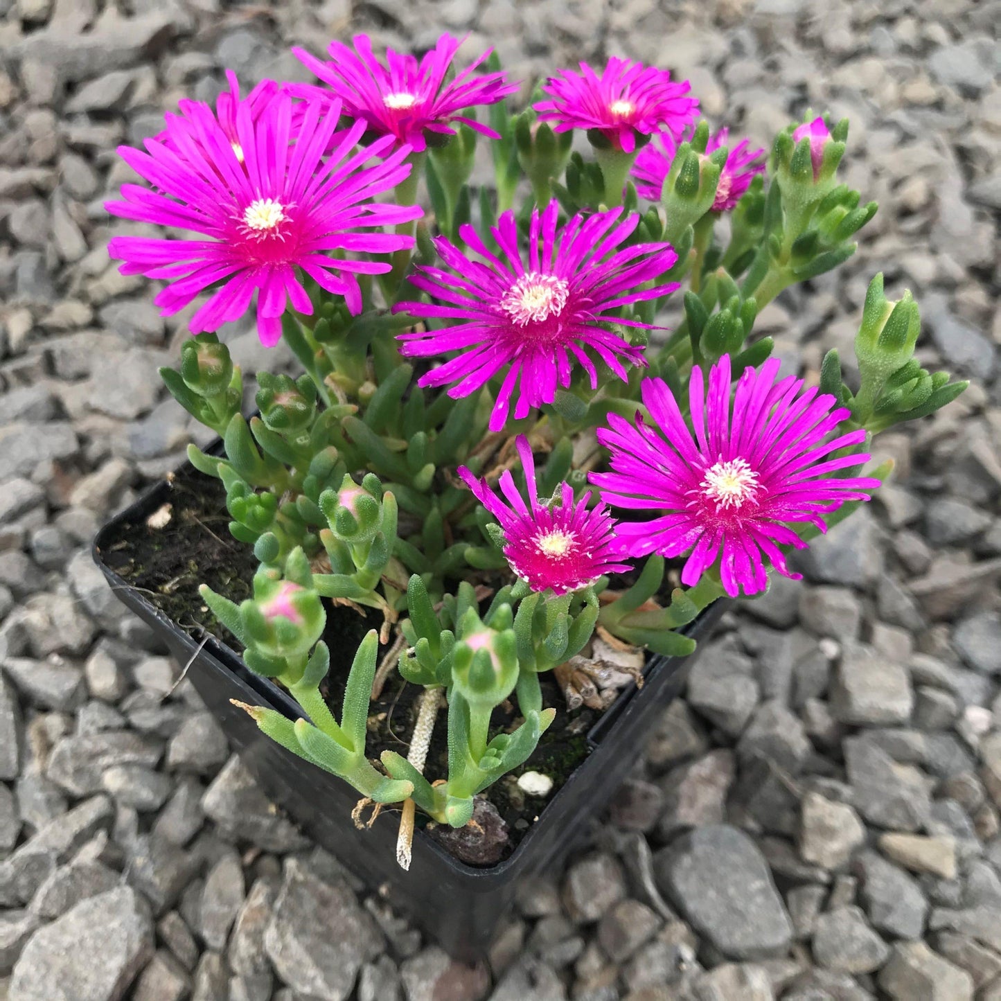 Q481 Delosperma Cooperi - View 3 from www redcrocus com