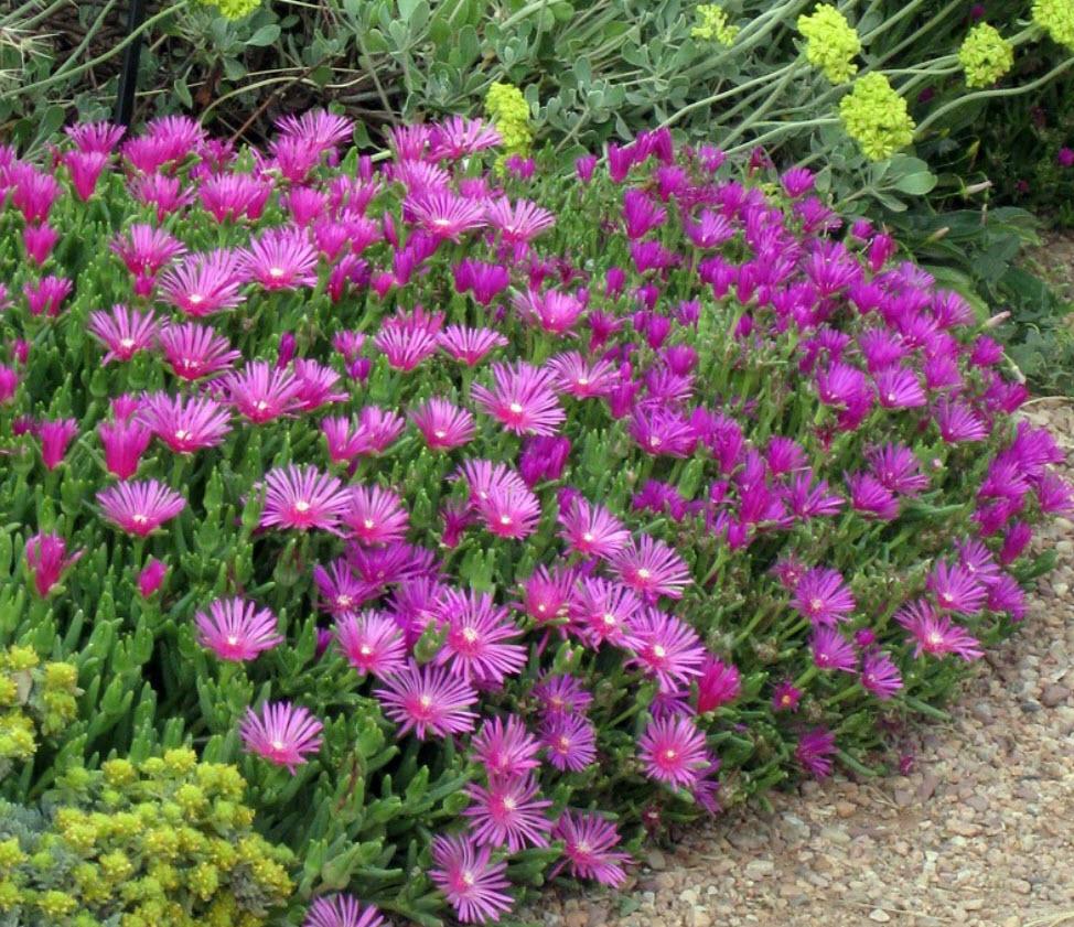 Q481 Delosperma Cooperi - View 4 from www redcrocus com
