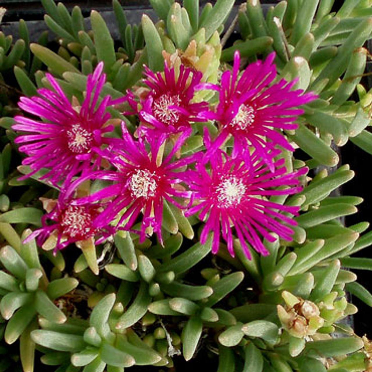 Q481 Delosperma Cooperi - View 6 from www redcrocus com
