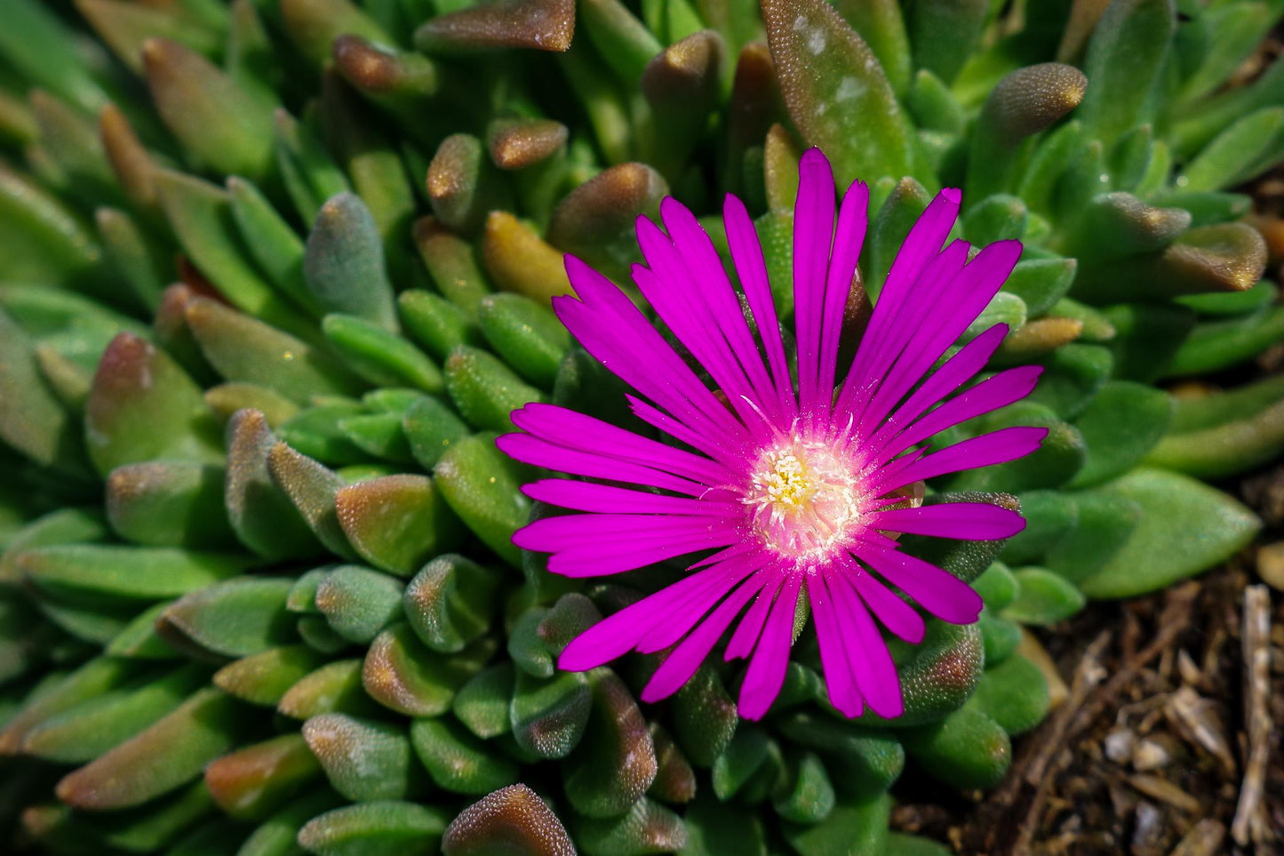 Q481 Delosperma Cooperi - View 8 from www redcrocus com