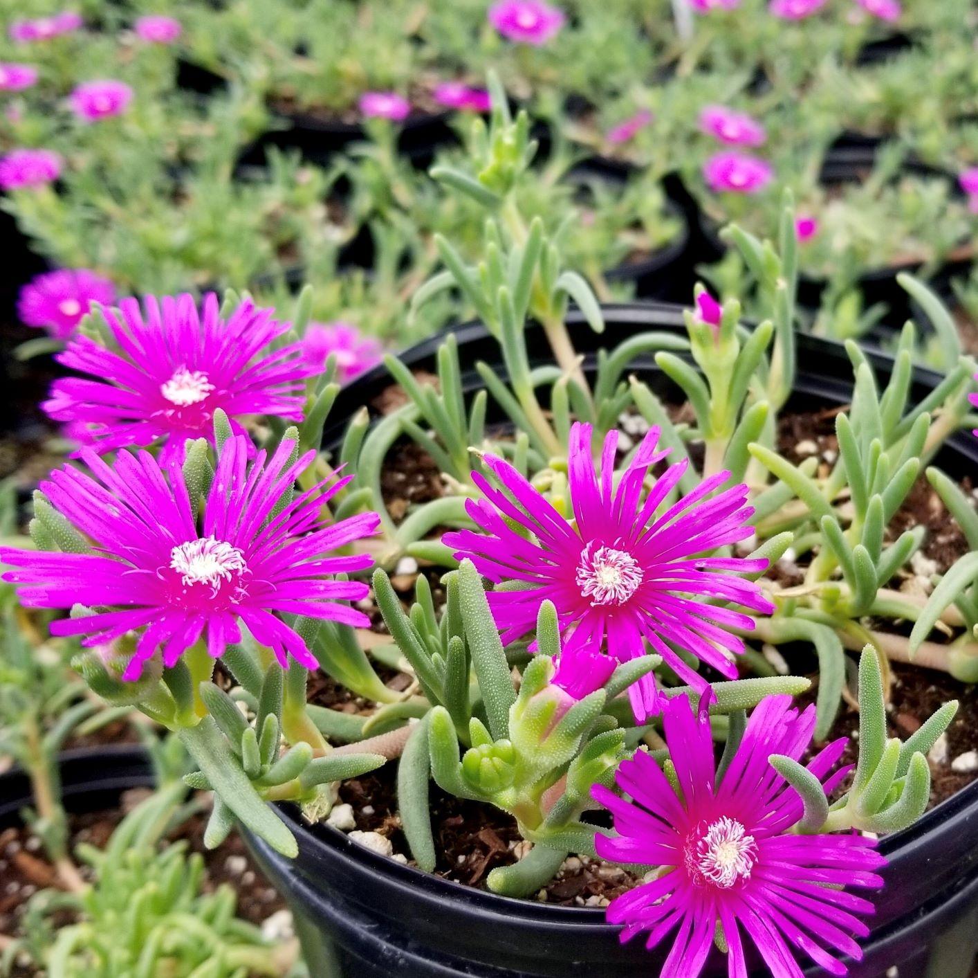 Q481 Delosperma Cooperi - View 9 from www redcrocus com