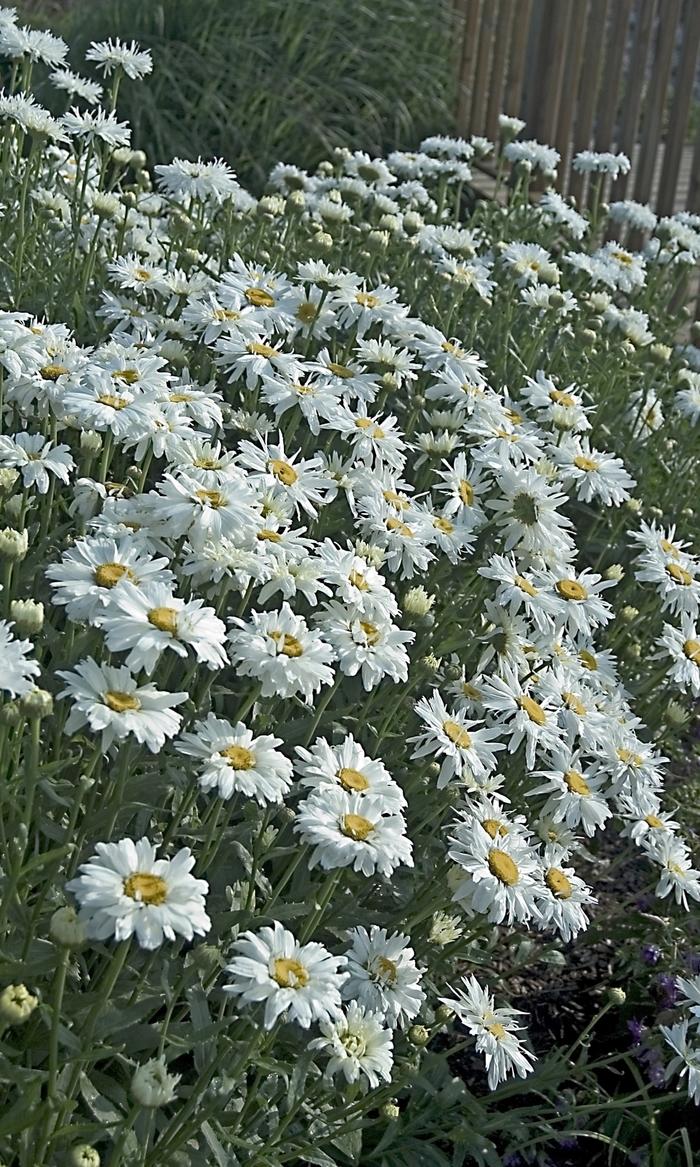Q726 Leucanthemum X Superbum Crazy Daisy - View 10 from www redcrocus com