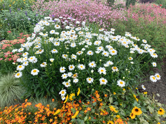 Q726 Leucanthemum X Superbum Crazy Daisy - View 11 from www redcrocus com