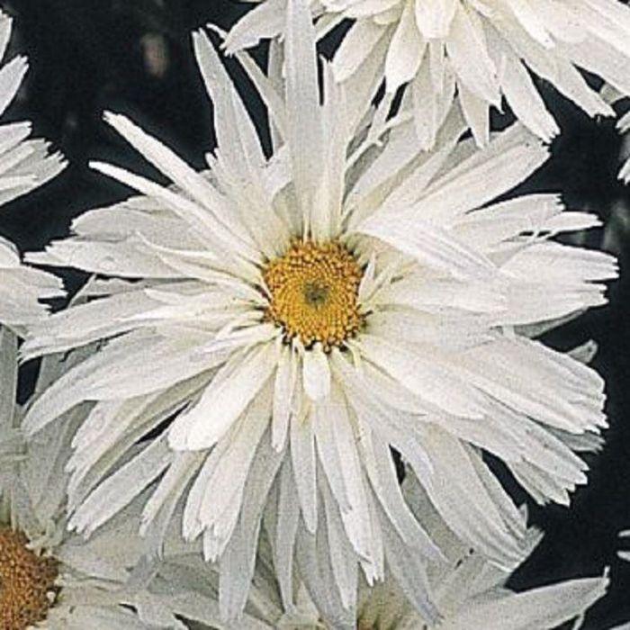 Q726 Leucanthemum X Superbum Crazy Daisy - View 13 from www redcrocus com