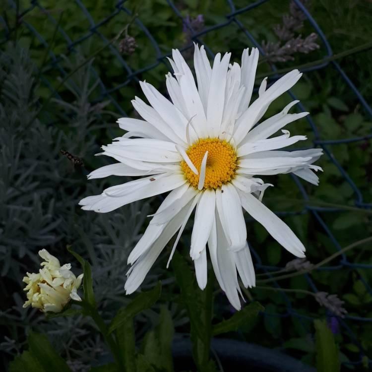 Q726 Leucanthemum X Superbum Crazy Daisy - View 15 from www redcrocus com
