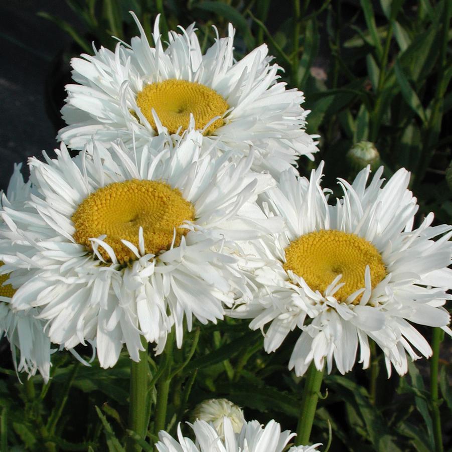 Q726 Leucanthemum X Superbum Crazy Daisy - View 2 from www redcrocus com