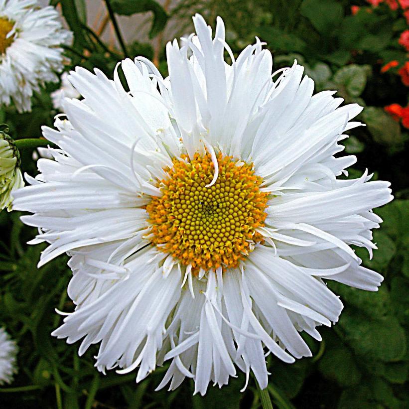 Q726 Leucanthemum X Superbum Crazy Daisy - View 3 from www redcrocus com
