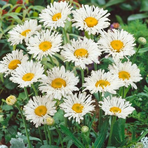 Q726 Leucanthemum X Superbum Crazy Daisy - View 4 from www redcrocus com
