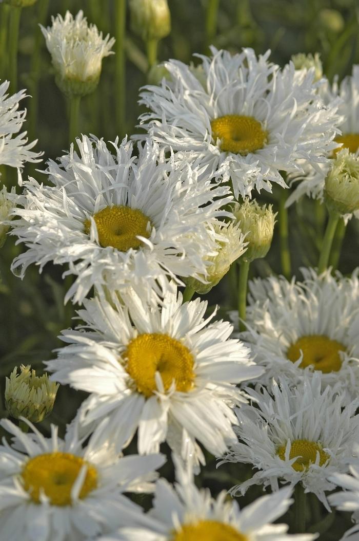 Q726 Leucanthemum X Superbum Crazy Daisy - View 5 from www redcrocus com