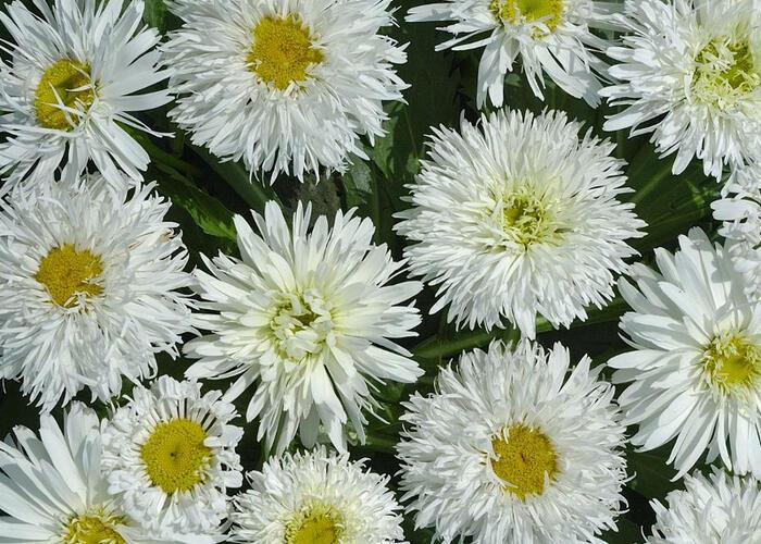 Q726 Leucanthemum X Superbum Crazy Daisy - View 7 from www redcrocus com