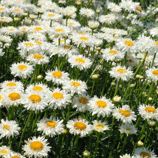Q726 Leucanthemum X Superbum Crazy Daisy - View 8 from www redcrocus com