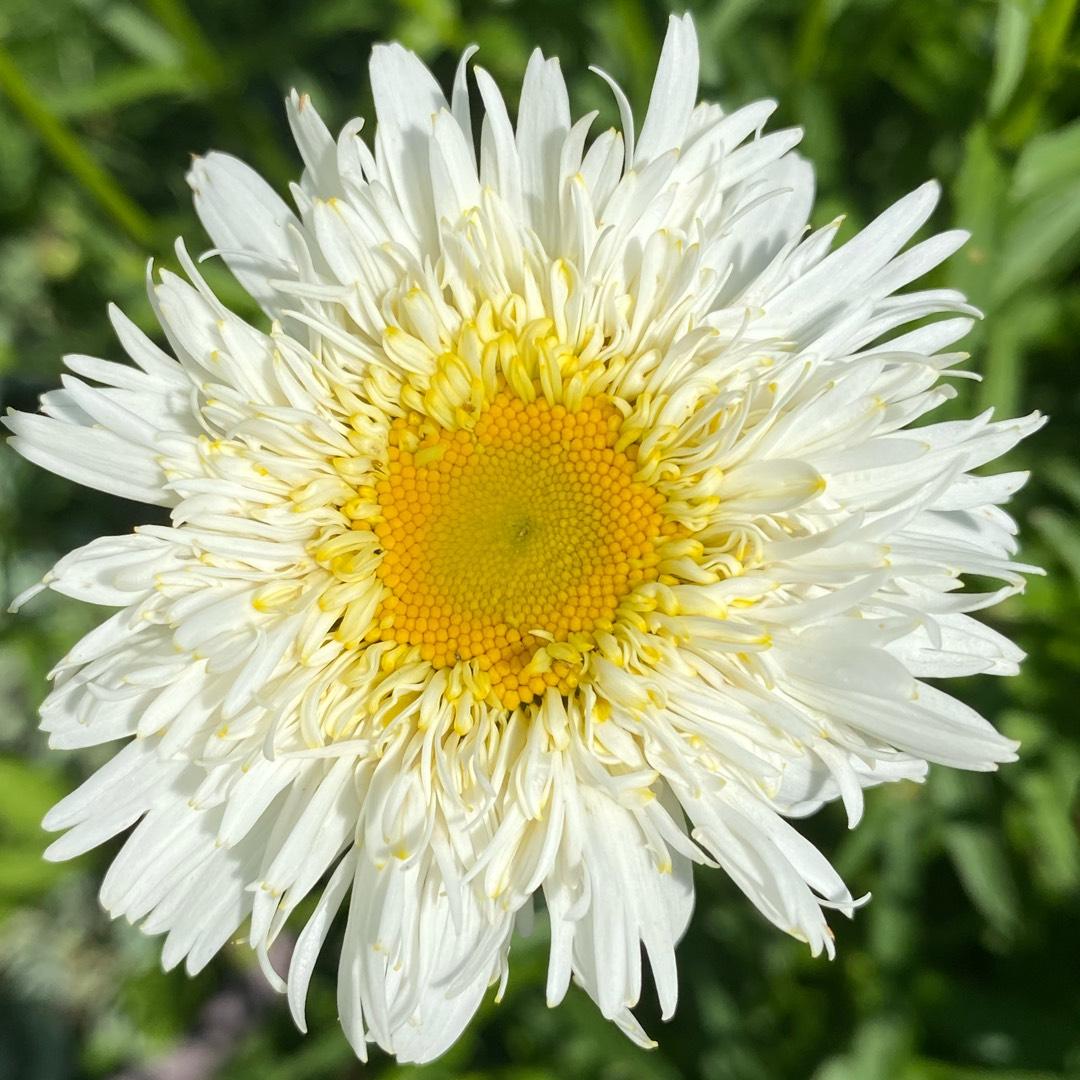 Q726 Leucanthemum X Superbum Crazy Daisy - View 9 from www redcrocus com