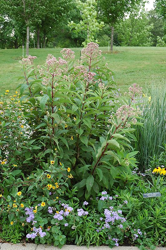 G154 Eupatorium Maculatum Gateway - View 11 from www redcrocus com