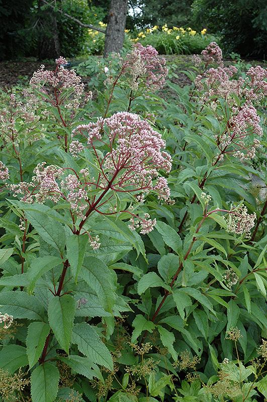 G154 Eupatorium Maculatum Gateway - View 13 from www redcrocus com