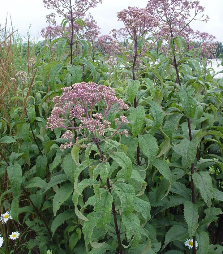 G154 Eupatorium Maculatum Gateway - View 18 from www redcrocus com