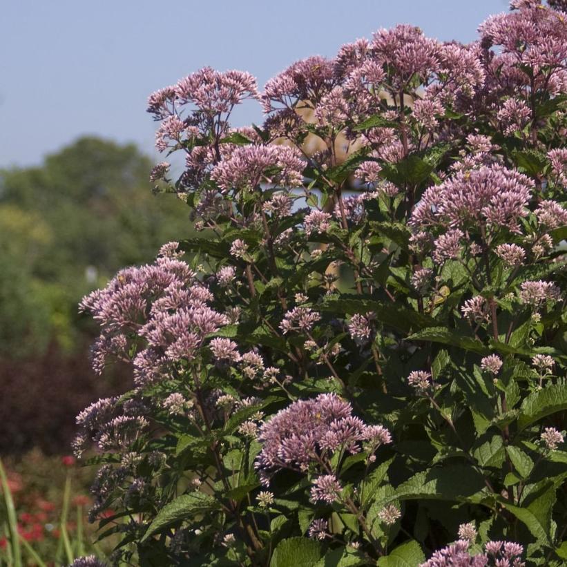 G154 Eupatorium Maculatum Gateway - View 7 from www redcrocus com