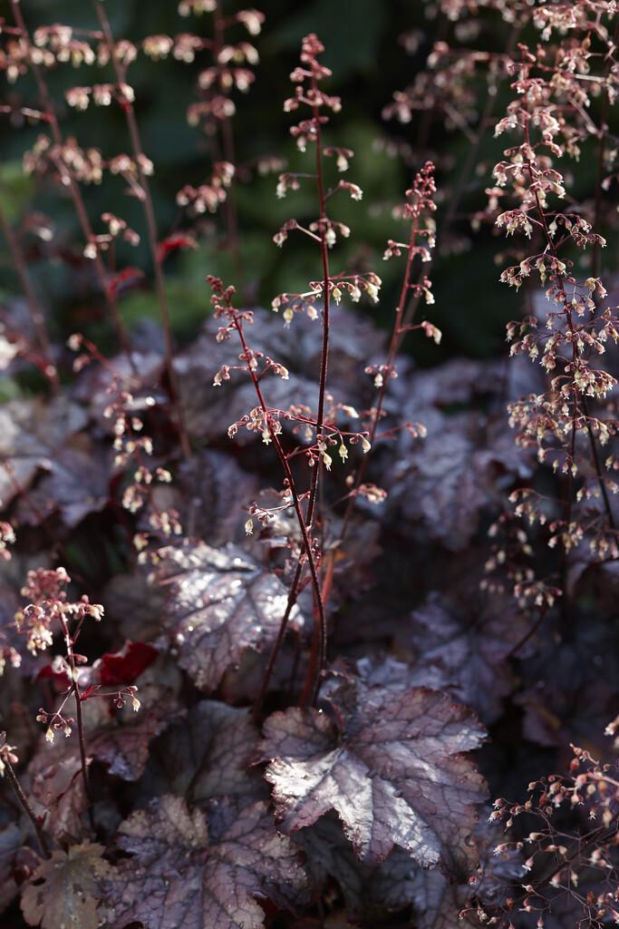 G195 Heuchera X 'plum Pudding' - View 9 from www redcrocus com