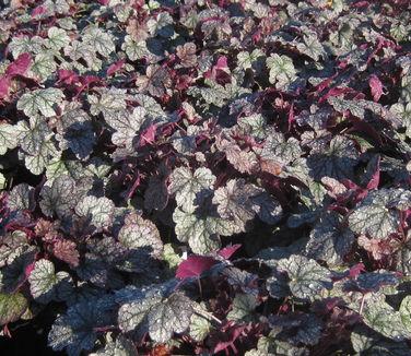 G208 Heuchera X 'silver Scrolls' - View 22 from www redcrocus com