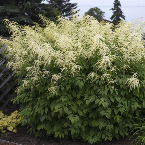 G240 Aruncus Dioicus - View 9 from www redcrocus com