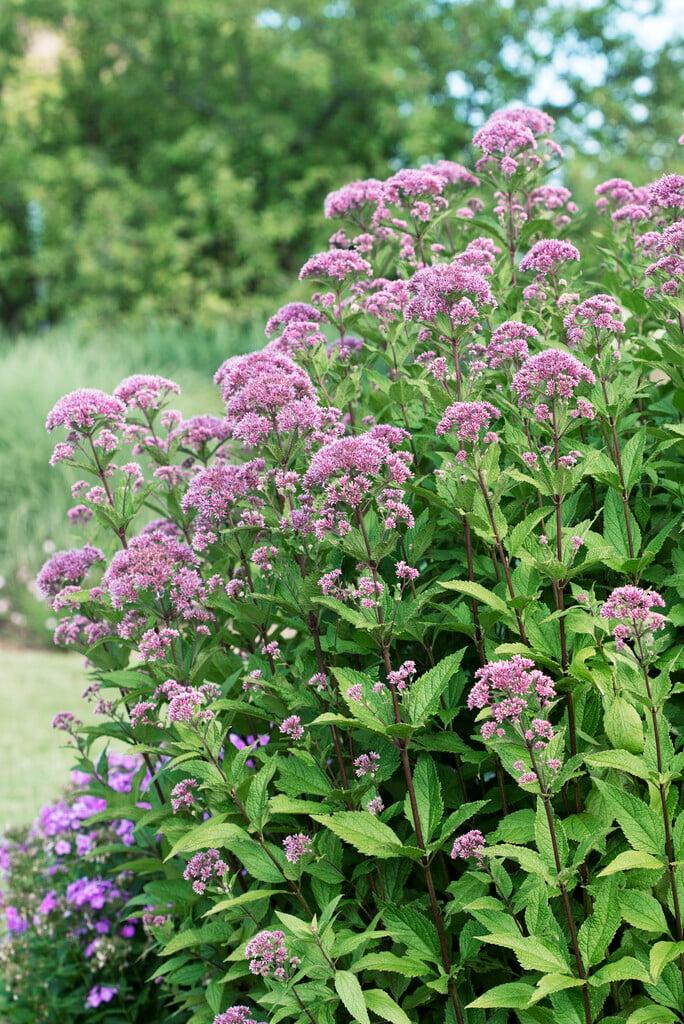 G251 Eupatorium Dubium 'little Joe' - View 13 from www redcrocus com