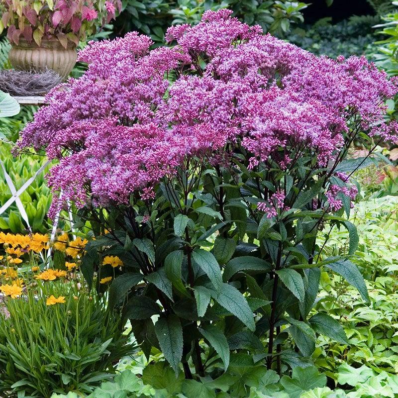 G251 Eupatorium Dubium 'little Joe' - View 26 from www redcrocus com