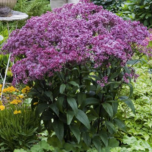 G251 Eupatorium Dubium 'little Joe' - View 32 from www redcrocus com