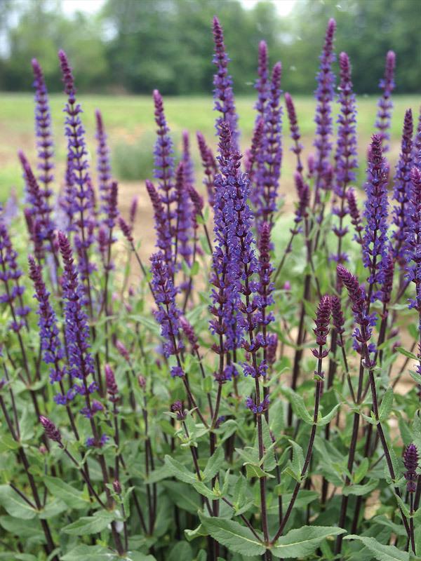 G261 Salvia Nemorosa 'caradonna' - View 13 from www redcrocus com